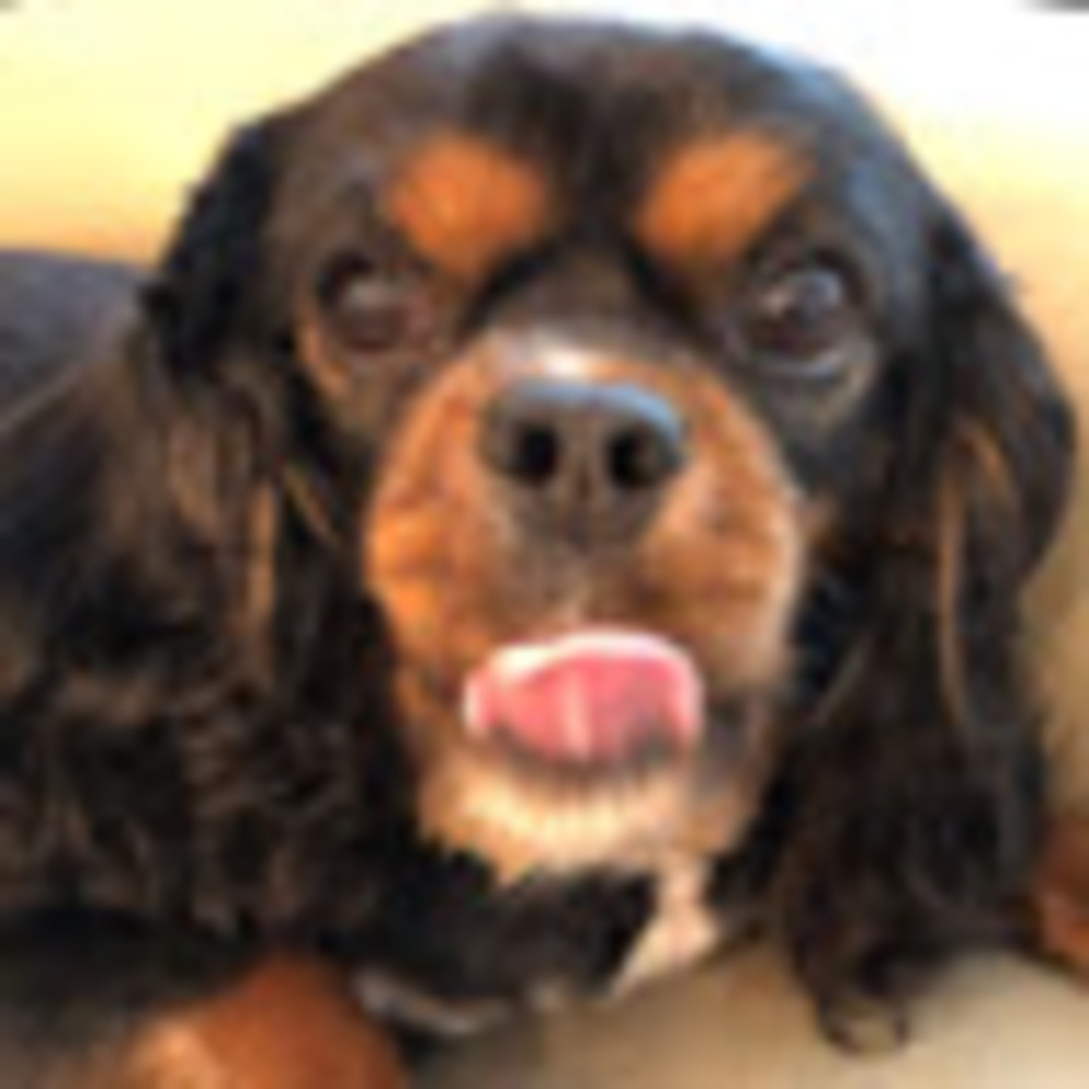 Meet your Posher, Jeanine